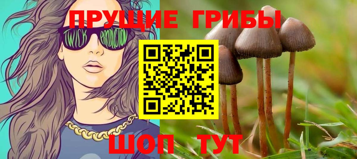 Краснознаменск  Псилоцибиновые грибы Psilocybe  Вход с VPN  Галлюциногенные грибы Psilocybe 